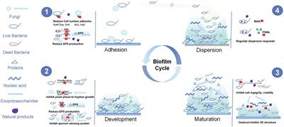 Natural products from traditional medicine as promising agents targeting at different stages of oral biofilm development